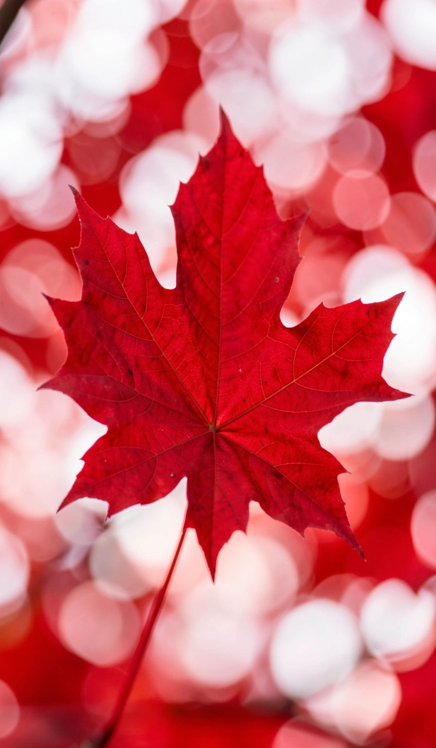 canada flag wallpaper — maple autumn 2 (free download)
