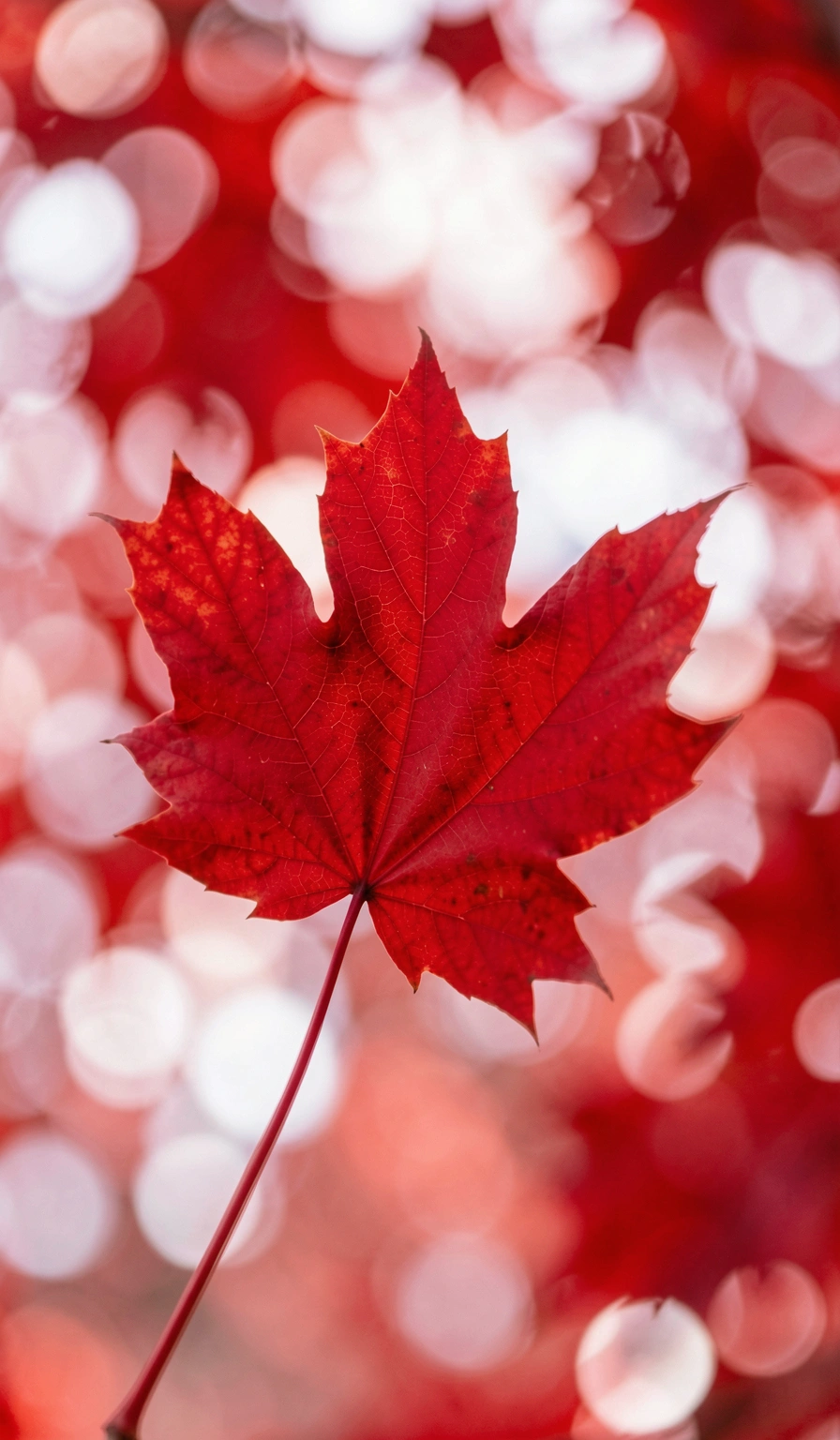 canada flag wallpaper — maple autumn 3 (free download)